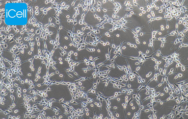 Gambar 1. NIH/3T3 Cell Line