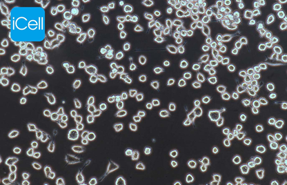 Gambar 2. BV-2 Cell Line