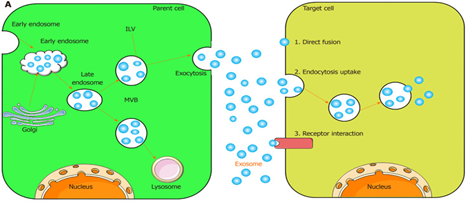 Gambar 2. Biogenesis Eksosom dan komunikasi interseluler.