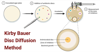 Gambar 2. Kirby Bauer Disc Diffusion Method For Antibiotic Susceptibility Testing