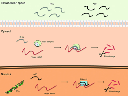 Gambar 2. Mekanisme dasar kerja oligonukleotida antisense terapeutik (ASO) dan interferensi RNA (RNAi).