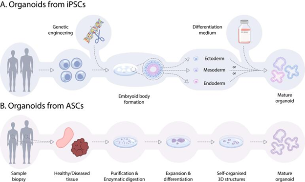 Gambar 2. Sumber Organoid: iPSCs dan ASCs