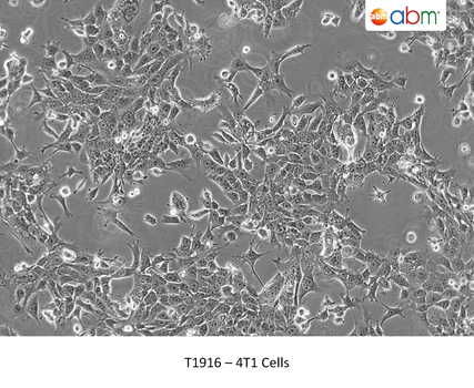 Gambar 3. 4T1 Cell Line