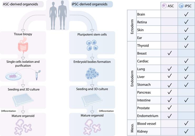 Gambar 3. Model organoid manusia dan asalnya