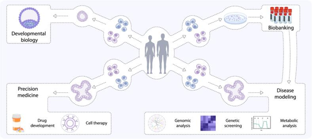 Gambar 4. Aplikasi Organoid yang berasal dari iPSCs.