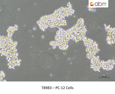Gambar 4. PC12 Cell Line
