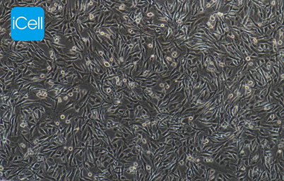 Gambar 5. C6 Cell Line