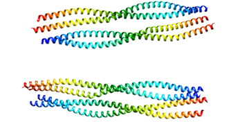 Gambar 1. GFAP (Sc:Wikipedia)