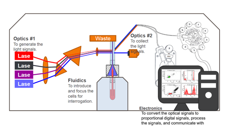 Workshop Flow Cytometry 4