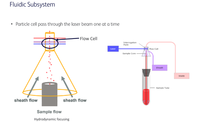 Workshop Flow Cytometry 5