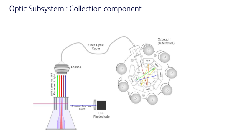 Workshop Flow Cytometry 7